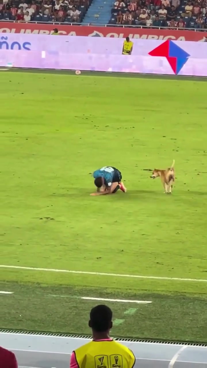狗狗进场模仿球员受伤